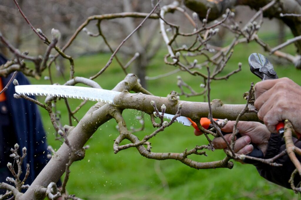 Podar Uma Macieira Quando E Como Fazer Corretamente Tesourosdojardim