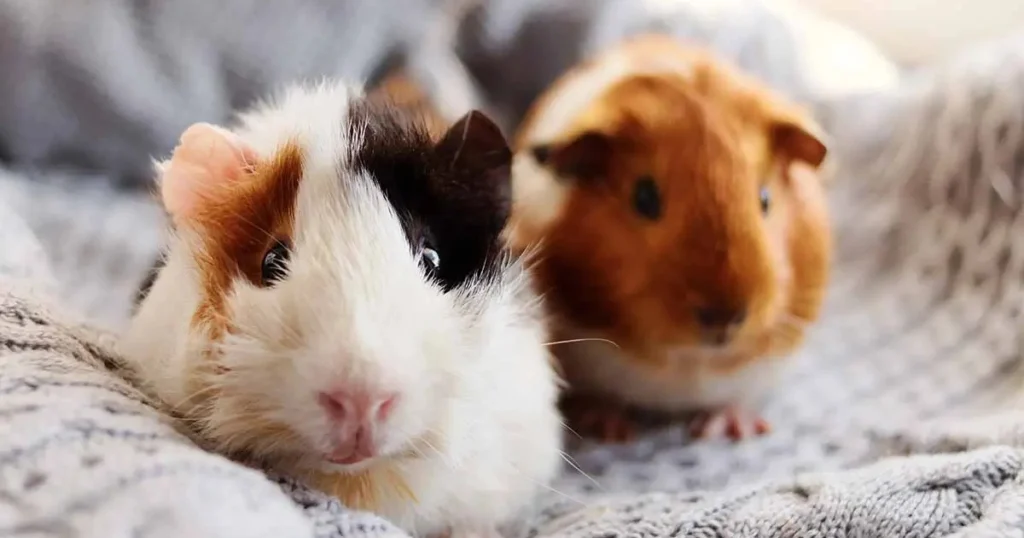 The current image has no alternative text. The file name is: SOROR-WEB-24-1.webp