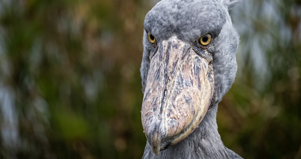  “shoebill stork hunting motionless in a papyrus wetland while waiting for fish”]